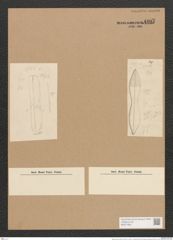 Nitzschia acuta Cleve (de-Toni-Nr.: Genus 47, Species 2027) Zeichnungen Sammlung Grunow Nr. 4007 (NHMW-BOT-W0371805)